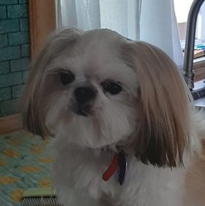 Meet your Posher, Donna